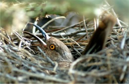 Toxostoma curvirostre - Curve-billed Thrasher