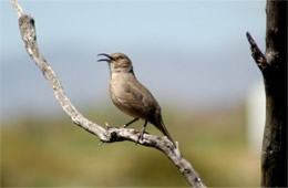 Toxostoma curvirostre - Curved Billed Thrasher