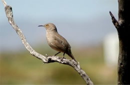 Toxostoma curvirostre - Curved Billed Thrasher