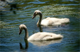 Cygnus olor - Mute Swan Cygnets