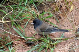 Junco hyemalis - Dark-eyed Junco