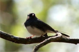 Junco hyemalis - Dark-eyed Junco