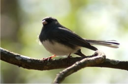 Junco hyemalis - Dark-eyed Junco