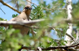 Zenaida macroura - Mourning Dove