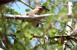 Zenaida macroura - Mourning Dove