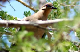 Zenaida macroura - Mourning Dove