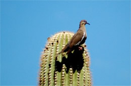 Zenaida macroura - Mourning Dove