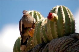 Zenaida macroura - Mourning Dove