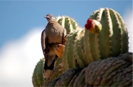 Zenaida macroura - Mourning Dove