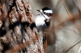 Picoides pubescens - Downy Woodpecker