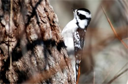 Picoides pubescens - Downy Woodpecker