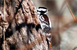 Picoides pubescens - Downy Woodpecker