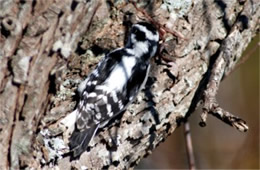 Picoides pubescens - Downy Woodpecker