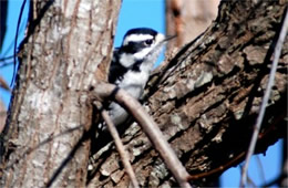 Picoides pubescens - Downy Woodpecker