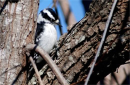 Picoides pubescens - Downy Woodpecker