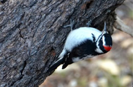 Picoides pubescens - Downy Woodpecker