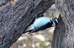 Picoides pubescens - Downy Woodpecker