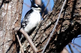 Picoides pubescens - Downy Woodpecker