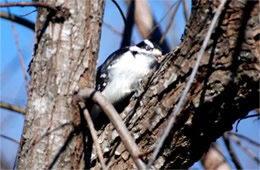 Picoides pubescens - Downy Woodpecker