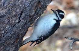 Picoides pubescens - Downy Woodpecker