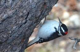 Picoides pubescens - Downy Woodpecker