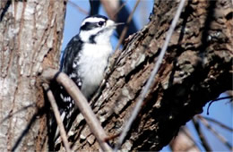 Picoides pubescens - Downy Woodpecker