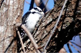 Picoides pubescens - Downy Woodpecker