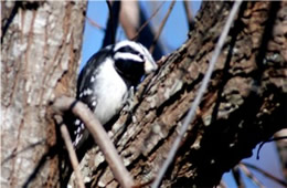 Picoides pubescens - Downy Woodpecker