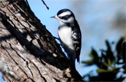 Picoides pubescens - Downy Woodpecker