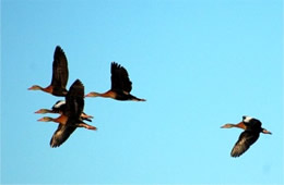 ducks in flight