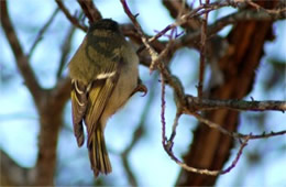 Sayornis phoebe - Eastern Phoebe