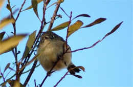 Sayornis phoebe - Eastern Phoebe