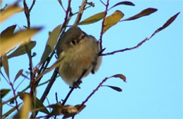 Sayornis phoebe - Eastern Phoebe