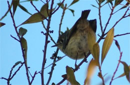 Sayornis phoebe - Eastern Phoebe