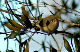 Sayornis phoebe - Eastern Phoebe