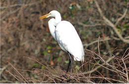 egret