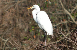 egret