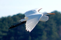 Ardea alba - Great Egret