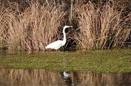 egret hunting