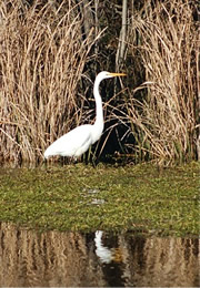 egret hunting