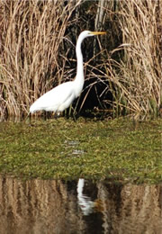 Ardea alba - Great Egret