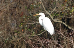 Ardea alba - Great Egret