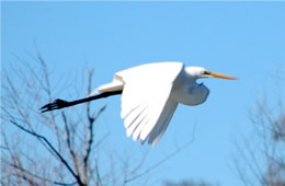 egret in flight