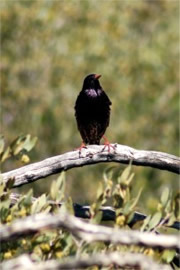 Sturnus vulgaris - European Starling