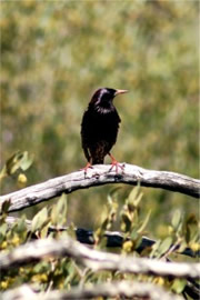 Sturnus vulgaris - European Starling