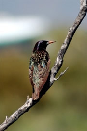 Sturnus vulgaris - European Starling