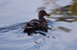 Anas platyrhynchos - Mallard (female)