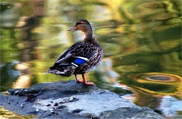 Anas platyrhynchos - Mallard (female)