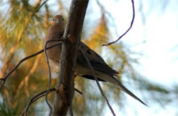 Zenaida macroura - Mourning Dove