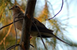 Zenaida macroura - Mourning Dove